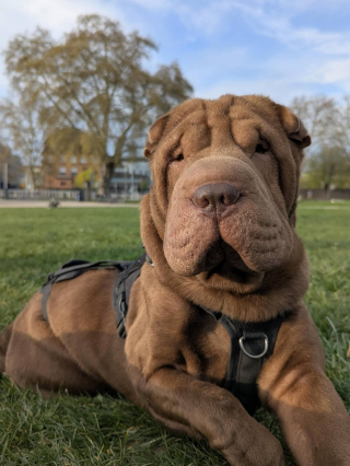 Illustration de l'article : Une cagnotte solidaire pour aider Solstice, Shar-Pei ayant perdu l'usage de 3 pattes apr&egrave;s avoir &eacute;t&eacute; percut&eacute; par 2 voitures
