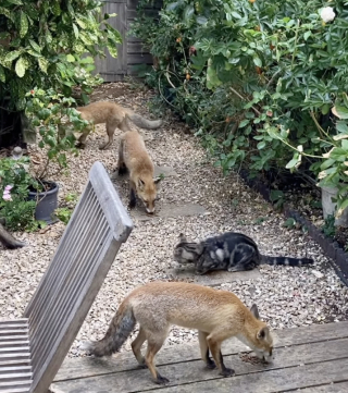 Illustration de l'article : En vidéo, cette propriétaire filme son chat noir en train de jouer à cache-cache avec un renard sauvage