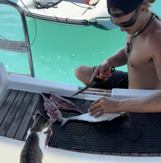 Illustration de l'article : « Ce chat vit sa meilleure vie », cet ancien chaton errant se régale désormais de poisson frais sur le voilier de ses maîtres (vidéo)
