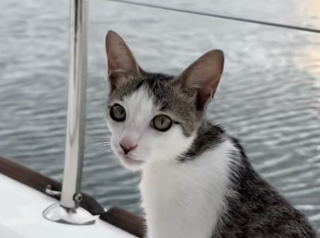 Illustration de l'article : « Ce chat vit sa meilleure vie », cet ancien chaton errant se régale désormais de poisson frais sur le voilier de ses maîtres (vidéo)