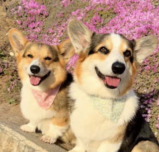 Illustration de l'article : Ce Corgi devenu silencieux après la mort de son frère a retrouvé sa voix grâce à l’amour de sa famille (vidéo)