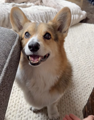 Illustration de l'article : Ce Corgi devenu silencieux après la mort de son frère a retrouvé sa voix grâce à l’amour de sa famille (vidéo)
