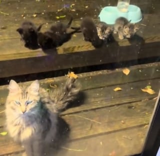 Illustration de l'article : Une chatte errante d&eacute;pose spontan&eacute;ment ses 5 chatons devant la baie vitr&eacute;e de la famille qui l'a nourrie pendant 2 ans (vid&eacute;o)