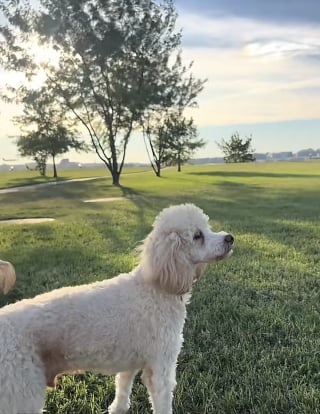 Illustration de l'article : Abandonné dans un état alarmant, ce chien retrouve le sourire grâce à la générosité de nombreux inconnus (vidéo)