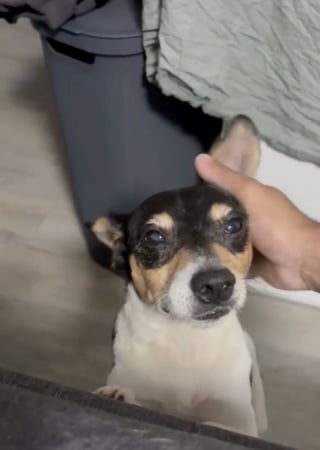Illustration de l'article : Le passé de ce Jack Russell retrouvé seul dans la rue restera mystérieux, mais son avenir est désormais assuré (vidéo)