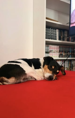 Illustration de l'article : Le passé de ce Jack Russell retrouvé seul dans la rue restera mystérieux, mais son avenir est désormais assuré (vidéo)