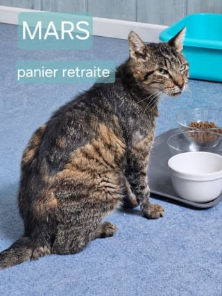 Illustration de l'article : Dans la Manche, ce chat de 5 ans a l’allure d’un petit papi et cherche un foyer