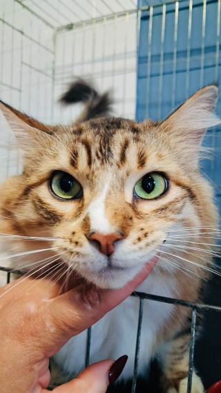 Illustration de l'article : Après plus d’un mois seul dans un appartement, ce chat abandonné continue de faire confiance aux humains