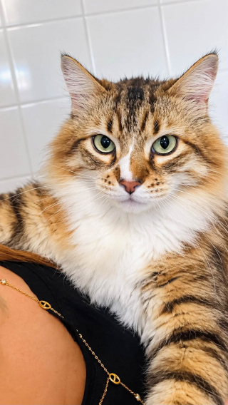 Illustration de l'article : Après plus d’un mois seul dans un appartement, ce chat abandonné continue de faire confiance aux humains