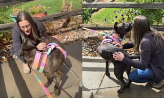 Illustration de l'article : Depuis 5 ans, elle gardait à jour la puce de sa chienne perdue en espérant la revoir