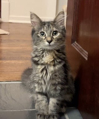 Illustration de l'article : Une fillette de 5 ans doit dire au revoir à son chaton d’accueil, mais comprend pourquoi c’est une bonne nouvelle (vidéo)
