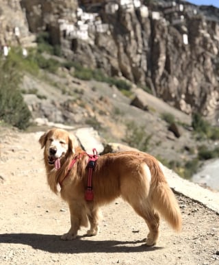 Illustration de l'article : En plein road trip, ce Golden Retriever fait une pause football avec des enfants (vidéo)