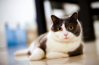 Illustration de l'article : Des chercheurs découvrent un lien entre perte de poids et microbiote chez les chats en surpoids