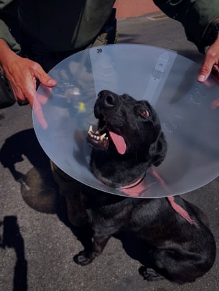 Illustration de l'article : Mordu à l’oreille par un forcené, ce chien policier poursuit son intervention malgré sa blessure