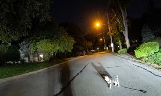 Illustration de l'article : Ce chien traînant sa laisse attire l'attention d'un policier qu'il guide vers son maître en détresse (vidéo)