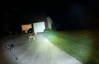 Illustration de l'article : Ce chien traînant sa laisse attire l'attention d'un policier qu'il guide vers son maître en détresse (vidéo)