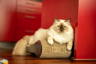 Illustration de l'article : Une étude révèle le griffoir que les chats préfèrent