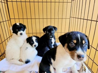 Illustration de l'article : Ces 14 chiots ont vu leur vie changer après leur sauvetage par une association
