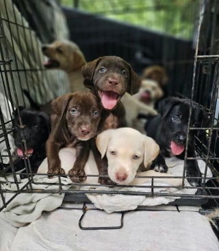 Illustration de l'article : Ces 14 chiots ont vu leur vie changer après leur sauvetage par une association