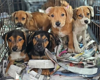 Illustration de l'article : Ces 14 chiots ont vu leur vie changer après leur sauvetage par une association