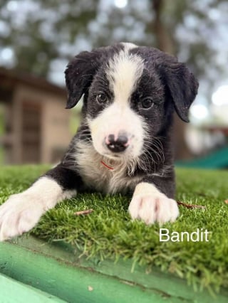 Illustration de l'article : Ces 14 chiots ont vu leur vie changer après leur sauvetage par une association