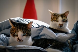 Illustration de l'article : Voici 9 raisons possibles qui poussent votre chat à s’installer sur votre linge