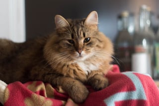 Illustration de l'article : Voici 9 raisons possibles qui poussent votre chat à s’installer sur votre linge