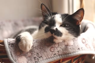 Illustration de l'article : Voici 9 raisons possibles qui poussent votre chat à s’installer sur votre linge