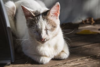 Illustration de l'article : 12 moyens de rendre votre chat heureux