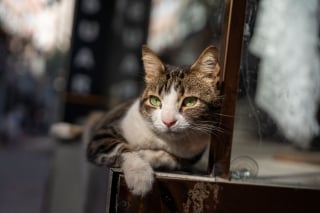 Illustration de l'article : 12 moyens de rendre votre chat heureux