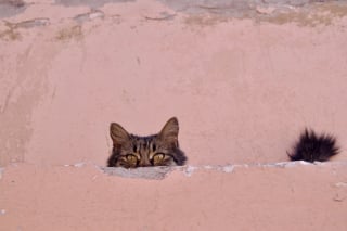 Illustration de l'article : 12 moyens de rendre votre chat heureux