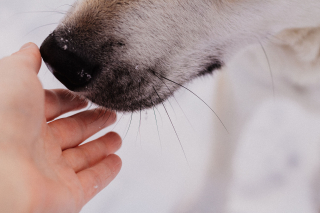 Illustration de l'article : Si votre chien adopte l'un de ces 14 comportements, c'est qu'il vous aime profondément