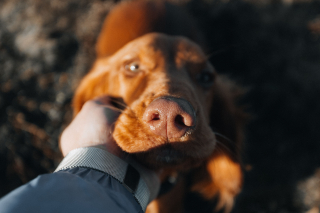 Illustration de l'article : Si votre chien adopte l'un de ces 14 comportements, c'est qu'il vous aime profondément