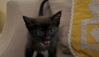 Illustration de l'article : Jet&eacute;e d&rsquo;une camionnette en marche, cette petite chatte a vu sa vie basculer gr&acirc;ce au r&eacute;flexe d'une automobiliste