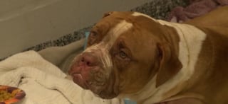 Illustration de l'article : Gravement br&ucirc;l&eacute; dans un incendie, ce chien montre des signes de progr&egrave;s inesp&eacute;r&eacute;s