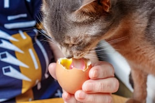 Illustration de l'article : Vous pouvez donner du jaune d'oeuf &agrave; votre chat, mais de pr&eacute;f&eacute;rence cuit et en petite quantit&eacute;