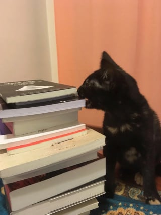Illustration de l'article : 15 photos de chats qui semblent passionnés par la lecture