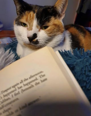 Illustration de l'article : 15 photos de chats qui semblent passionnés par la lecture