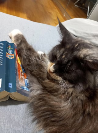 Illustration de l'article : 15 photos de chats qui semblent passionnés par la lecture