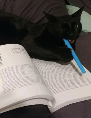 Illustration de l'article : 15 photos de chats qui semblent passionnés par la lecture