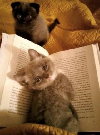 Illustration de l'article : 15 photos de chats qui semblent passionnés par la lecture