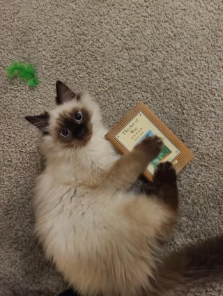 Illustration de l'article : 15 photos de chats qui semblent passionnés par la lecture