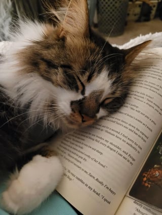 Illustration de l'article : 15 photos de chats qui semblent passionnés par la lecture