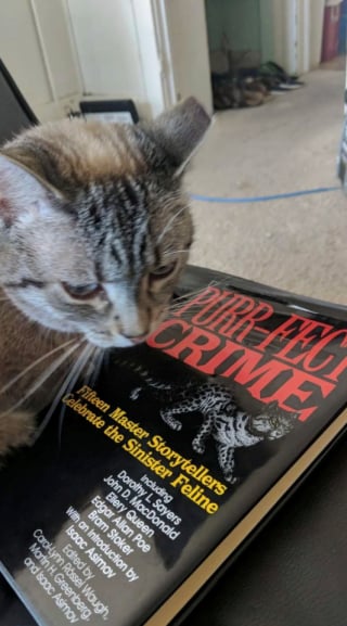Illustration de l'article : 15 photos de chats qui semblent passionnés par la lecture