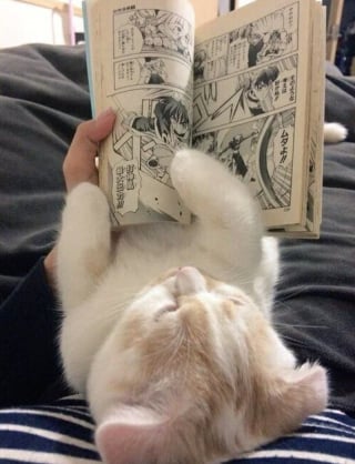 Illustration de l'article : 15 photos de chats qui semblent passionnés par la lecture