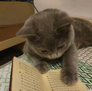 Illustration de l'article : 15 photos de chats qui semblent passionnés par la lecture