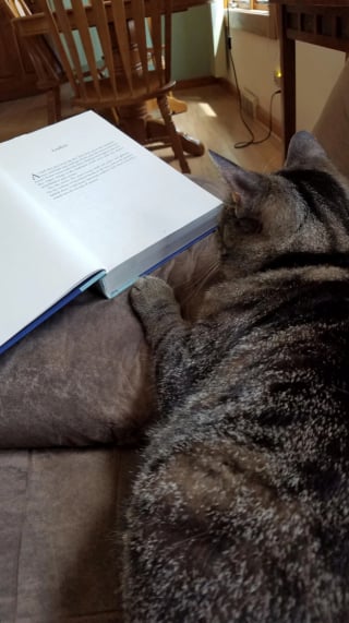 Illustration de l'article : 15 photos de chats qui semblent passionnés par la lecture