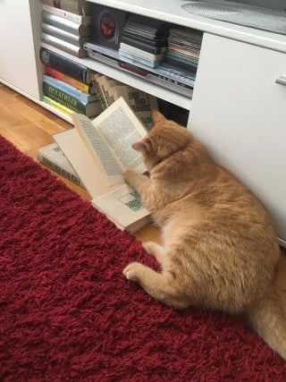Illustration de l'article : 15 photos de chats qui semblent passionnés par la lecture