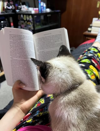 Illustration de l'article : 15 photos de chats qui semblent passionnés par la lecture