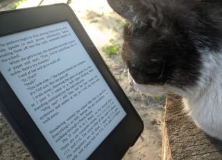 Illustration de l'article : 15 photos de chats qui semblent passionnés par la lecture